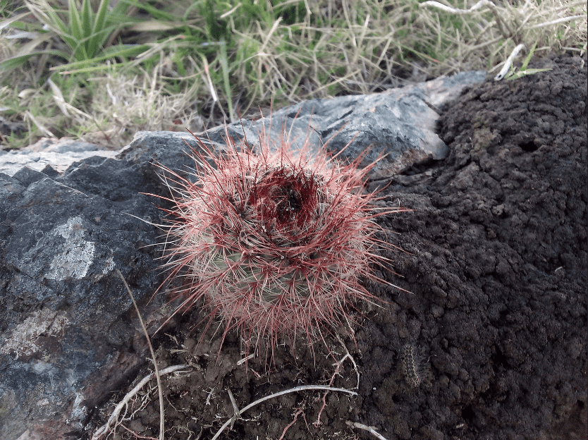 Parodia tabularis setispina fotografiado en Punta Ballena, Maldonado.
